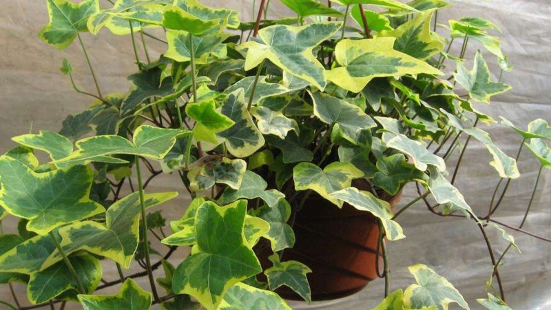 常春藤夏季如何养