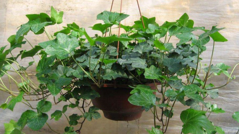 常春藤如何养能爆盆