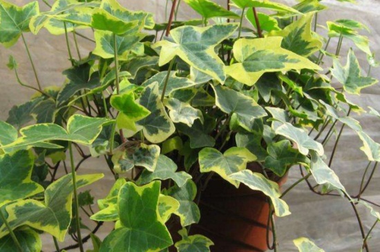 常春藤如何养能爆盆