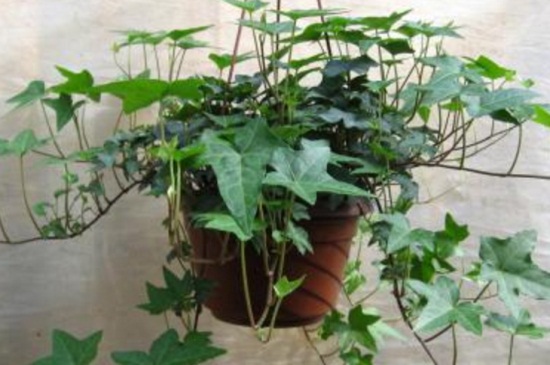 常春藤如何养能爆盆