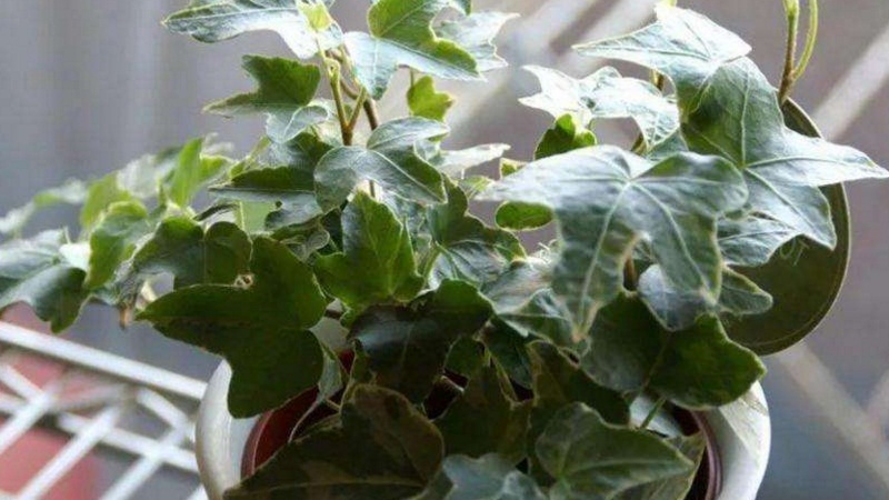 如何让常春藤长得快