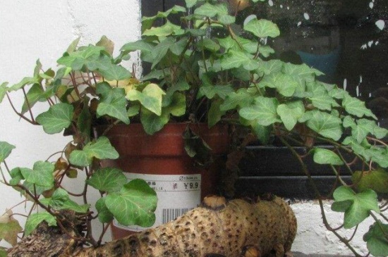 如何让常春藤长得快