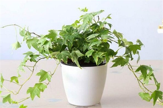 常春藤的养殖办法