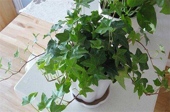 常春藤的养殖办法