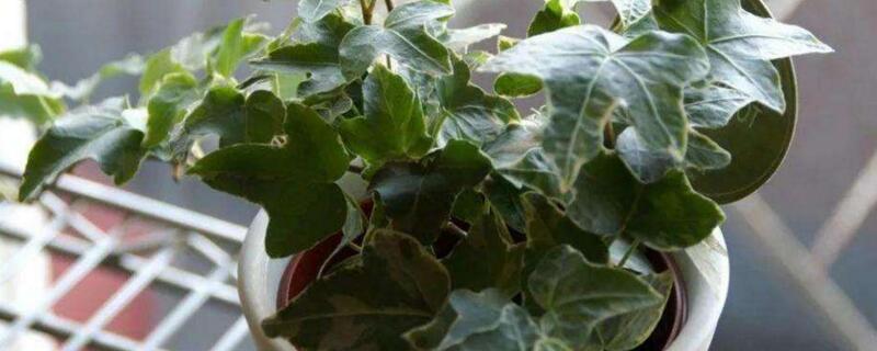 常春藤叶子发黄如何办