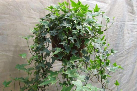 常春藤叶子发黄如何办