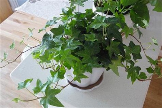 常春藤叶子发黄如何办