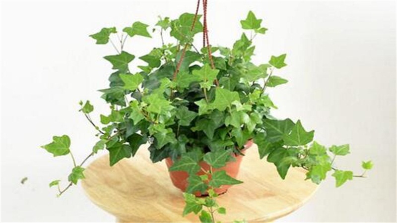 常春藤如何养