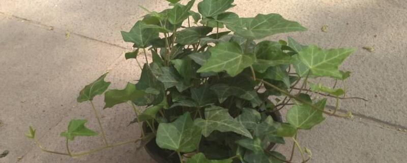 常春藤黄叶子如何办