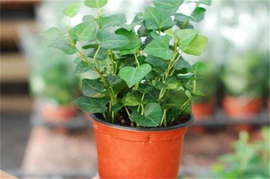 常春藤黄叶子如何办