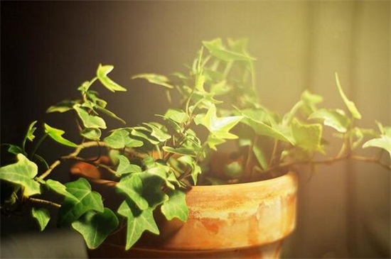 常春藤黄叶子如何办