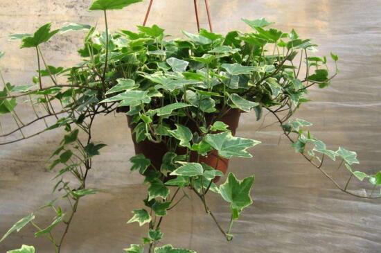常春藤如何养