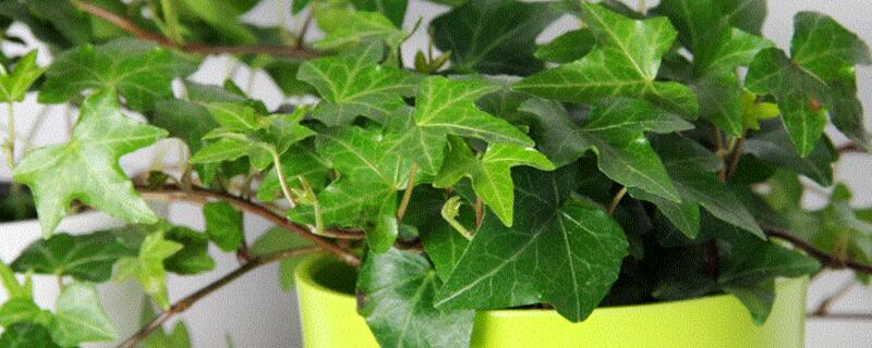 常春藤叶片干枯如何办