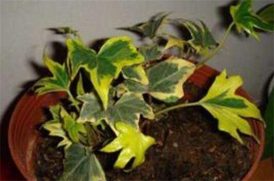常春藤叶片干枯如何办