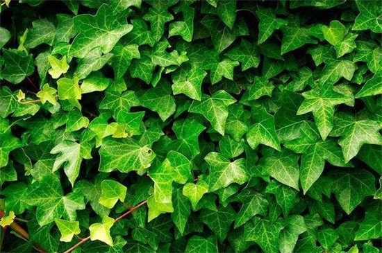 常春藤叶片干枯如何办