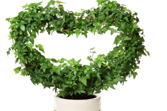 常春藤如何造型