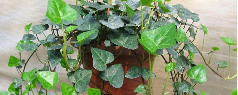 常春藤如何修剪