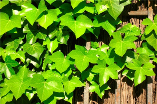 常春藤如何修剪