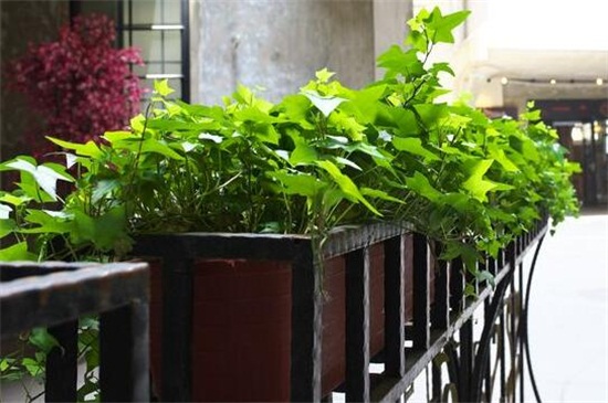 常春藤如何修剪