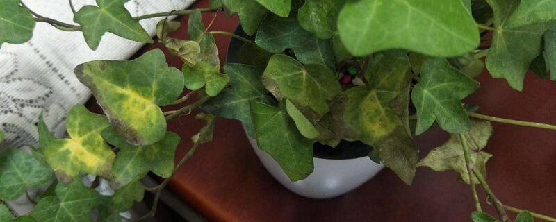 常春藤叶子干枯如何办