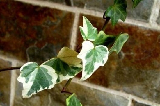 常春藤叶子干枯如何办