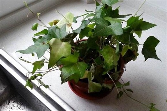 常春藤叶子干枯如何办