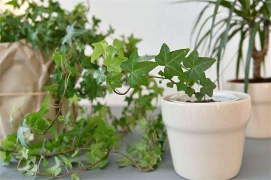常青藤的养殖办法