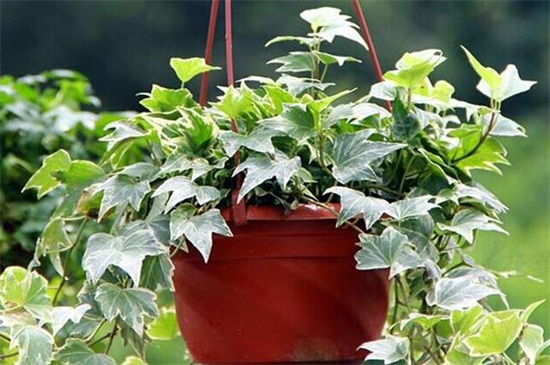 常青藤的养殖办法