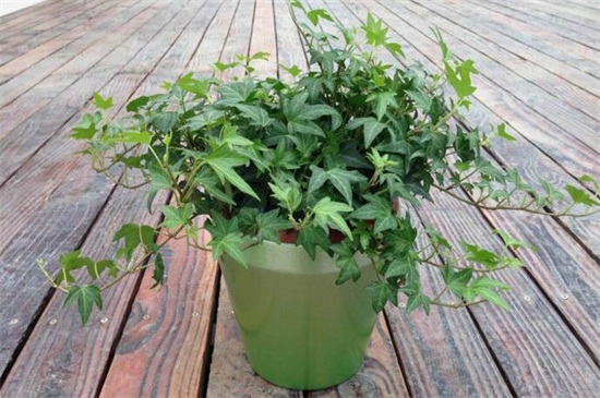 常青藤的养殖办法,掌握六个要点轻松养殖