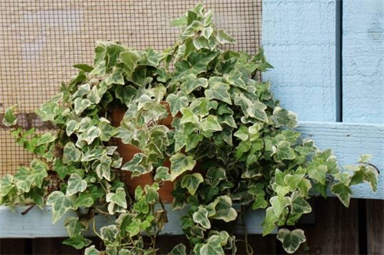 常青藤的养殖办法,掌握六个要点轻松养殖