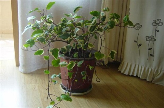 常青藤的养殖办法,掌握六个要点轻松养殖