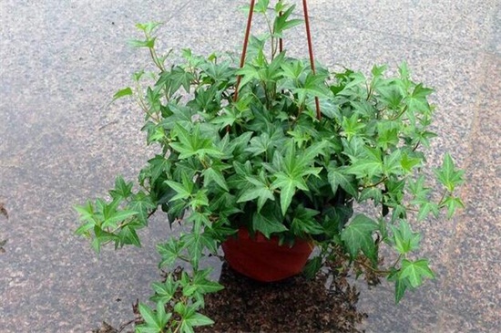 常青藤的养殖办法,掌握六个要点轻松养殖