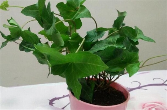 常青藤的养殖办法,掌握六个要点轻松养殖