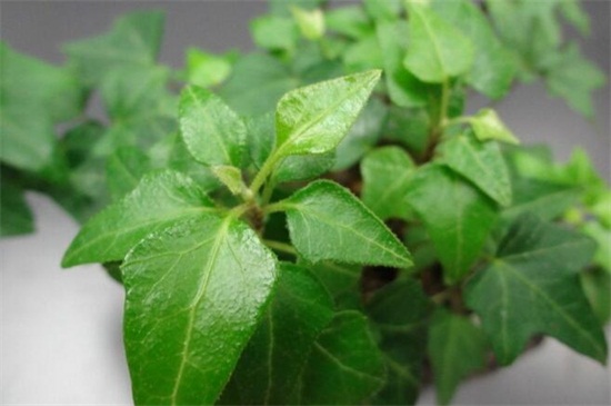 常青藤的养殖办法,掌握六个要点轻松养殖