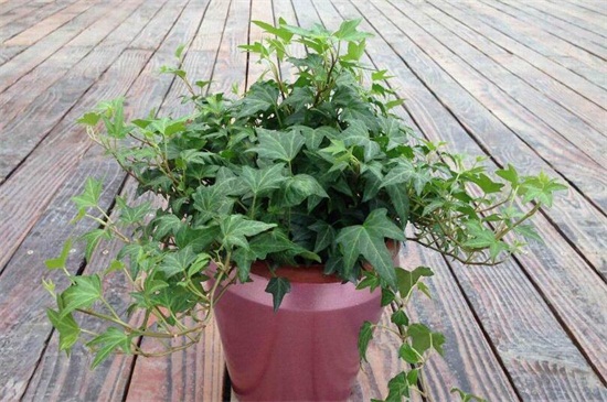 常春藤如何浇水，常春藤多久浇一次水