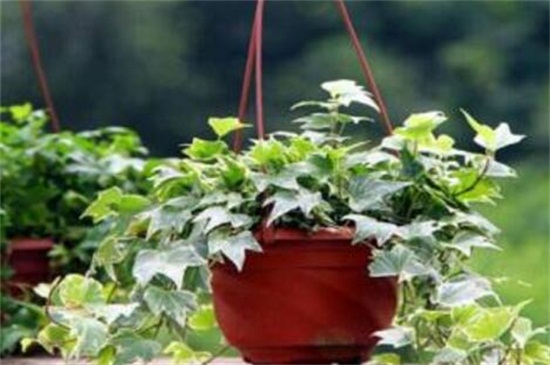 常春藤如何浇水，常春藤多久浇一次水