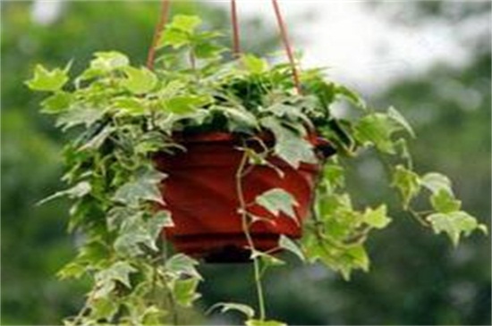 常春藤如何浇水，常春藤多久浇一次水