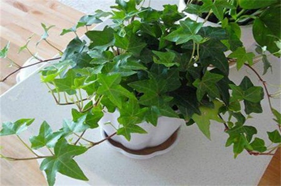 常春藤如何浇水，常春藤多久浇一次水