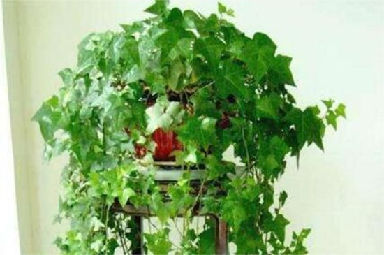 常春藤如何浇水，常春藤多久浇一次水