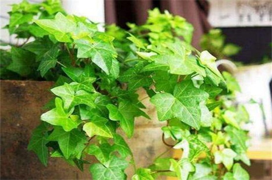 常春藤如何浇水，常春藤多久浇一次水