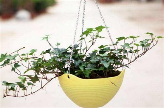 常春藤如何浇水，常春藤多久浇一次水