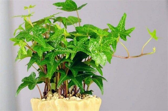 常春藤如何浇水，常春藤多久浇一次水