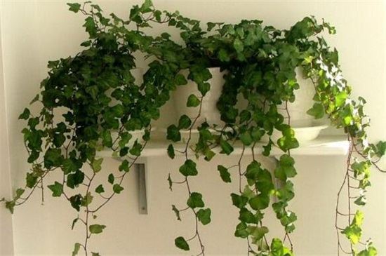 常春藤如何浇水，常春藤多久浇一次水