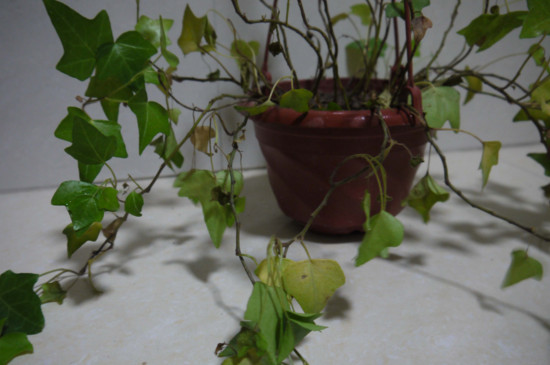 常春藤叶子一碰就掉如何办，4个办法让其叶片恢复正常