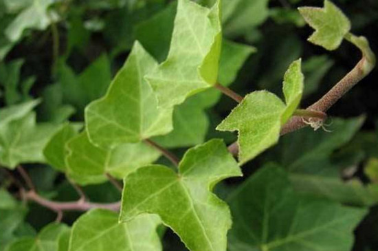 常春藤叶子一碰就掉如何办，4个办法让其叶片恢复正常