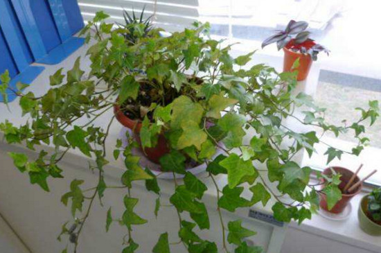 常春藤叶子一碰就掉如何办，4个办法让其叶片恢复正常