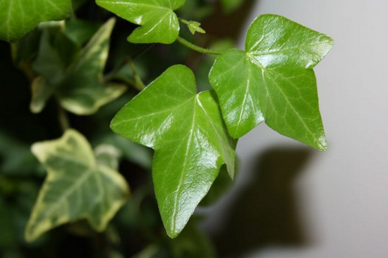常春藤叶子一碰就掉如何办，4个办法让其叶片恢复正常