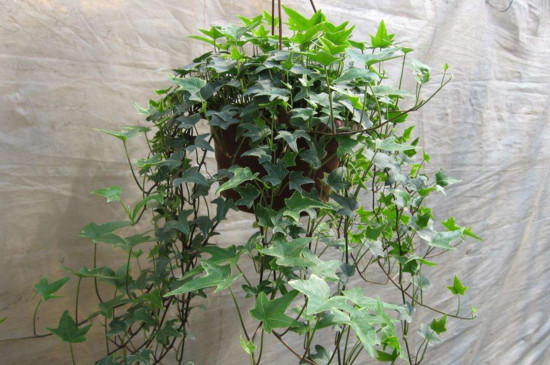 常春藤叶子一碰就掉如何办，4个办法让其叶片恢复正常