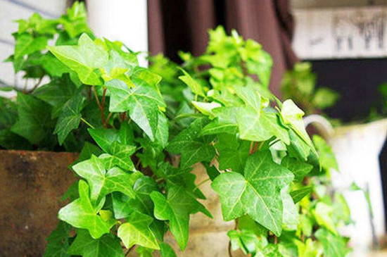 常春藤叶子一碰就掉如何办，4个办法让其叶片恢复正常