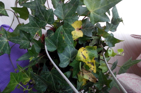 常春藤叶子一碰就掉如何办，4个办法让其叶片恢复正常